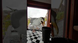 Sheltering My Pet Seagull From A Violent Hailstorm!