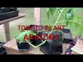 Tomato Plant Care and Misconceptions