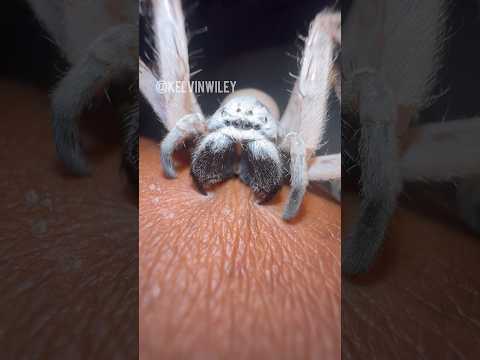 Desert Huntsman Spider Dry Bite!