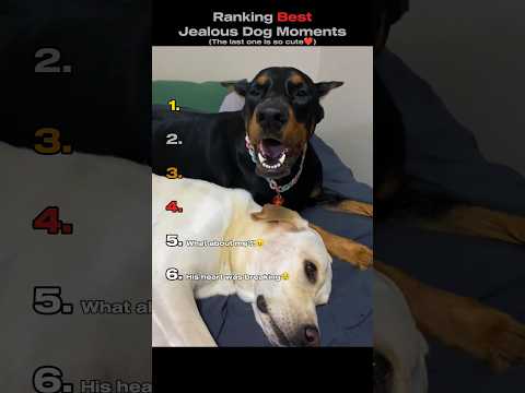 Ranking Best Jealous Dog Moments 🐕 (You Won't Believe No.1) #shorts