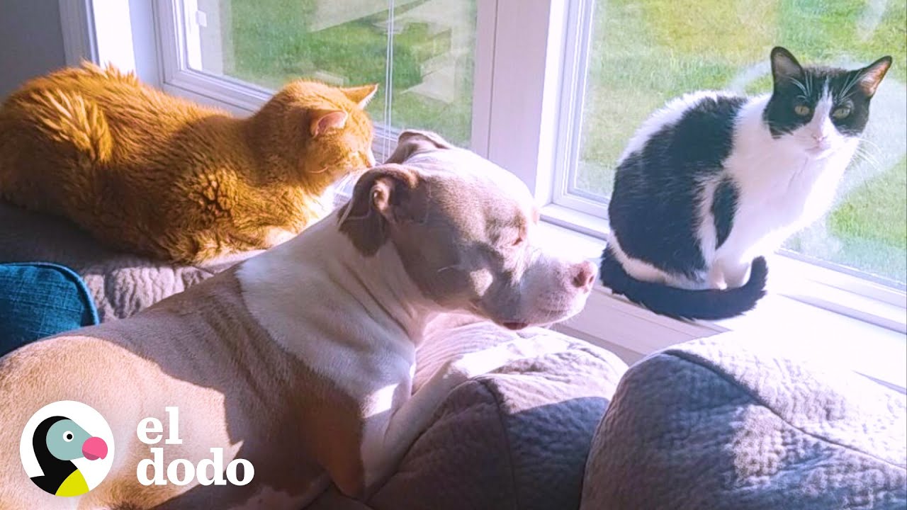 Gatitos ayudan a esta perrita a volver a ser feliz