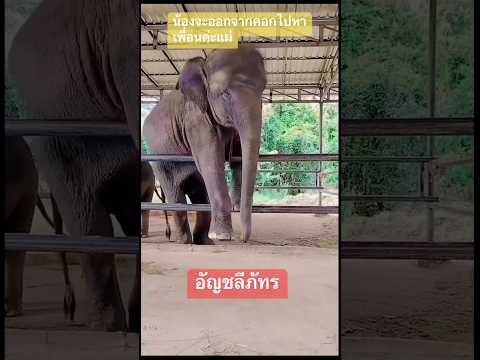 #ช้างน่ารัก #funny #elephat #animals 🌴🌳🥰❤️❤️❤️❤️