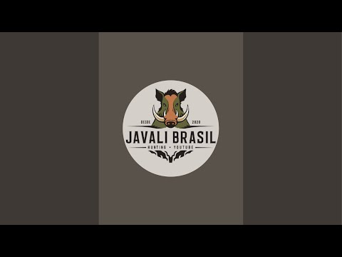 Javali Brasil está ao vivo! Bate papo com inscritos #14