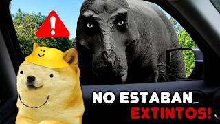Emergencia PREHISTORICA! NO ESTABAN EXTINTOS LOS DINOSAURIOS HUYE - Hilos con cheems