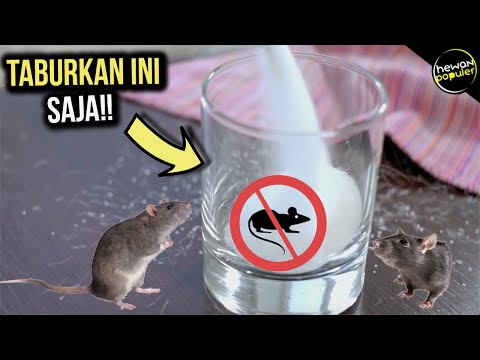 Tikus Rumah Pergi Selamanya, Inilah Cara Mengusir Tikus di Rumah Dengan Bahan Alami