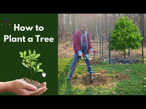 😍 🌴 Tree 🌴 HOW TO PLANT TREE😍 மரங்களை நடுதல் ❤️ USA Tamil Vlogs🇺🇸🔥#shorts