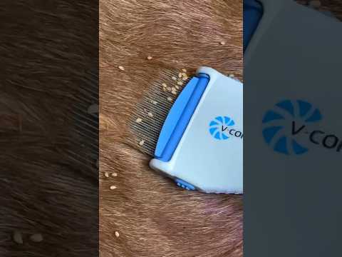مشطة الكترونية ديال القمل #explore #lice #اختراعات #المغرب #اكسبلور #تقنيات #tech #ابتكار #unboxing