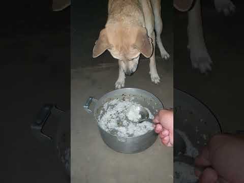 #mydog #dog ?? #doglover #123