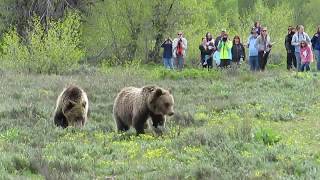 Grizzly Bears eating on Yellowstone Day Tour