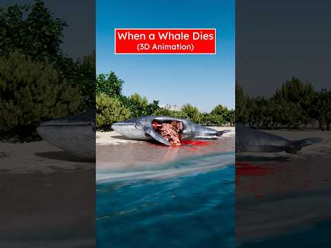 Blue Whale Death = Feast (3D) by Professor Of How