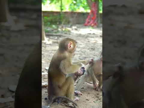 Why do monkeys stick together?