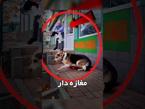 این اشتباه مغازه‌دار باعث شد سگش قهرمان بشه!