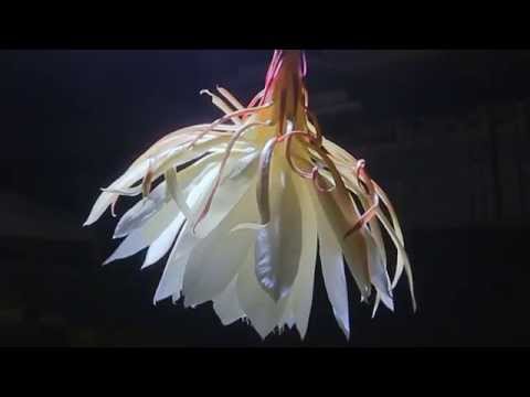 201412 Brino 曇花縮時攝影 Epiphyllum time lapse - YouTube