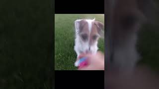 Show Your Current Dog and Then the One Who Sent Them #doglife #bestfriend #jackrussell #dogshorts