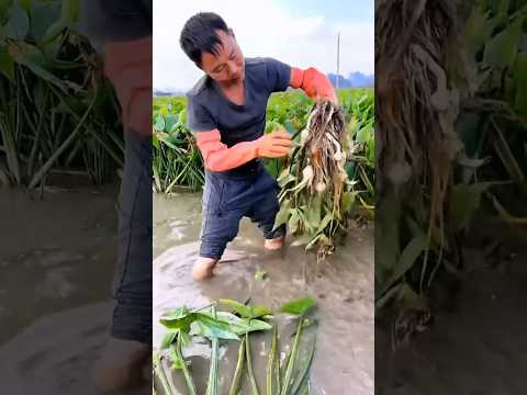 Cây Này Giờ Miền Tây Mình Ít Gặp.#mietvuonland #câymọcNước#Shorts