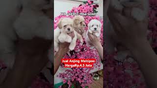 Jual Anjing Maltipoo