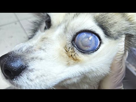 heartwarming Animal Rescues! Huskie with MOON EYES and other animals that asked for help