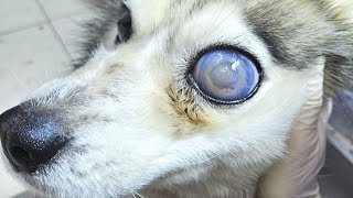 heartwarming Animal Rescues! Huskie with MOON EYES and other animals that asked for help