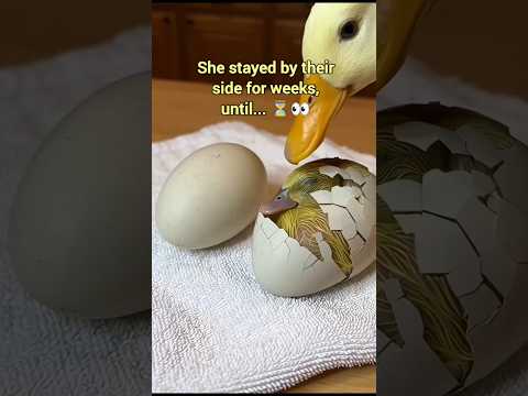 I Found A Duck With Her Beak Frozen Shut! ๐ง๐ฆ