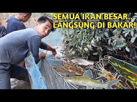 BERTUALANG, PANEN IKAN MONSTER DAN UDANG UNTUK MASAK DI PINGGIR SUNGAI