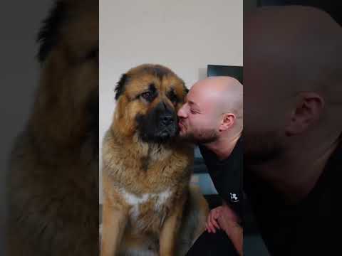 Das muss AUFHÖREN!!! Hunde auf Social Media - Part 3 🥺🐶