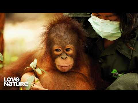 Bromance Among Orangutans? | Becoming Orangutan 102