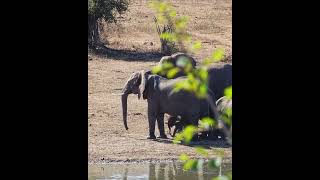 Skeptical Elephant Moves Cautiously