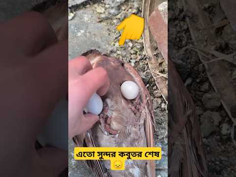 এতো সুন্দর কবুতর শেষ😞 #short #shortsfeed #pigeon #kabutar #kobutor