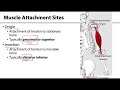 Muscle Attachments and Functions
