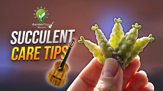 SUCCULENTS & CACTI CARE TIPS – GARDEN TIPS MUSICAL