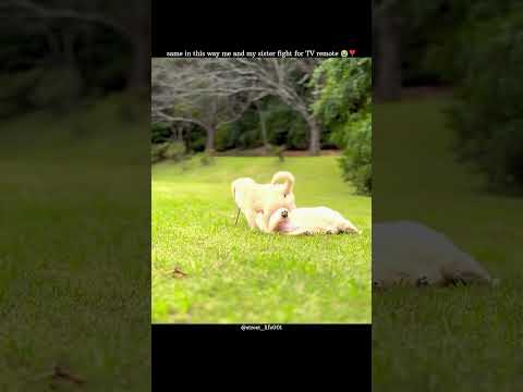 same in this way me and my sister fight for TV remote 😭❣️|||