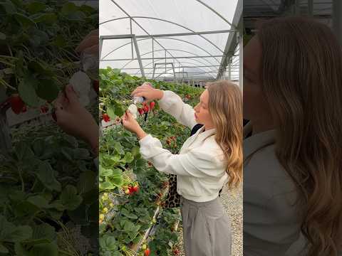 Локация в ТгК «Даша, расскажи!» #клубника #фермаклубники