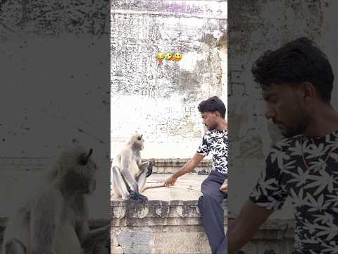 #विडियो #newमारवाड़ी😂🤣 बंदर की पूंछ के साथ मस्ती#monkeycomedy #विचार #ख़बर1इंडिया😂🤣🤪 ##