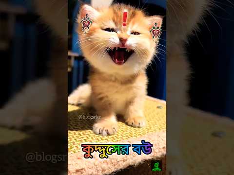 কুদ্দুসের বউ 👰 l Kuddus wife l #shorts #cat #kitten #funny #blogsrkr #cute #funnycats #catvideos