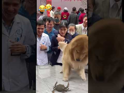 🐶Chú Chó Thông Minh Và Đáng Yêu Tập 214| Smart Dog Episode 214|