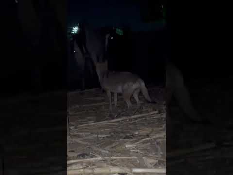 هجوم قطيع من الذئاب علي مزرعة الغنم 😨😨 #الذئب