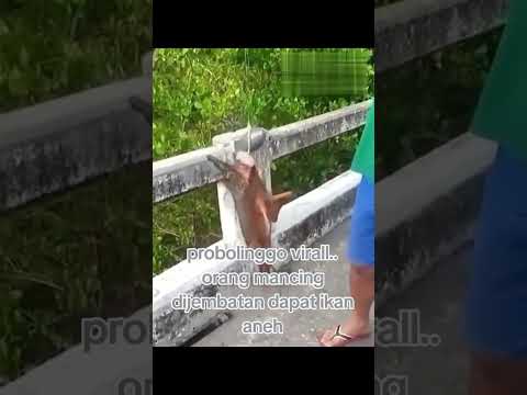 mancing dapat ikan aneh punya kaki     😬           #viralvideo #fishing