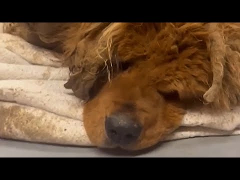 Neglected rescue dog is unrecognizable now