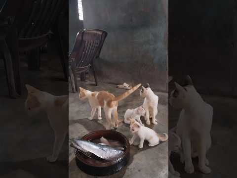 എനിക്ക് അടികിട്ടി 🥹#reels  #trending  #reaction