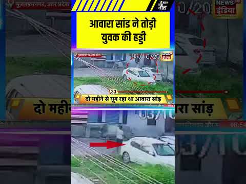 आवारा सांड ने तोड़ी युवक की हड्डी | #StrayBullAttack #AnimalAttack #saubaatkiekbaat