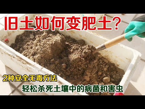 如何把旧土变成有机肥土？手把手教你2个简单、安全的土壤消毒方法，杀死土壤中的有害病菌和虫卵，旧土变营养土| Method of changing old soil into nutrient soil - YouTube