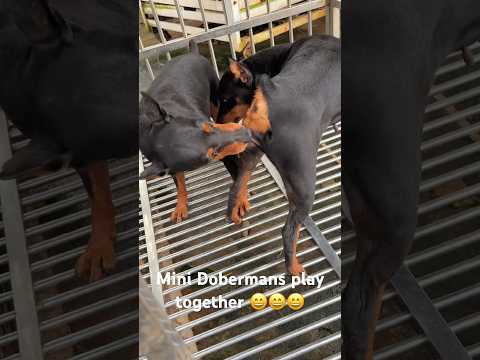 Funnying #dog #dogfunny #dogvideo