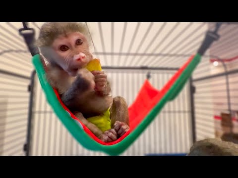 Ангелина СТАЛА СЕРЬЕЗНОЙ, а Люсе и Соне очень понравился новый гамак!