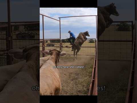 Glad She Didn’t Jump Over Me! #cows #ranching #farmlife