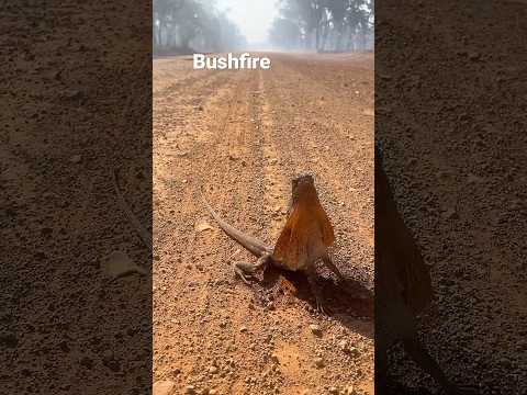 Heatstroke lizard wakes up after cool fresh water #dinosaur
