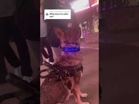 here you go! ⛧ #cardiacalertdog #servicedog #demondogduo #germanshepherd #workingdog
