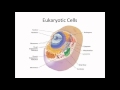 Comparing Prokaryotic and Eukaryotic Cells