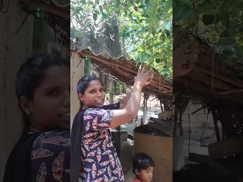 Today oru vlog Mulberry ๐