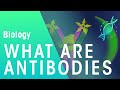 Understanding Antibodies