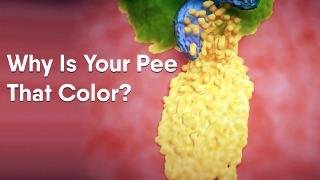 Why Is Your Pee That Color?
